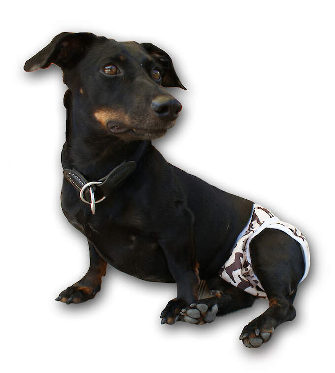 Blümchen Hundewindel